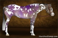 Horse Color:White Spotted Buckskin Dun Sabino 