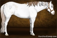 Horse Color:Red Dun Sabino Splash 