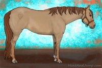 Horse Color:Red Dun Frame 