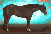 Horse Color:Gray Chestnut 