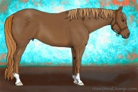Horse Color:Chestnut 