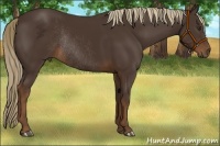 Horse Color:Liver Chestnut Rabicano 