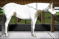 Horse Color:Gray Smoky Grullo Sabino Splash Tobiano Frame 