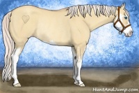 Horse Color:Silver Amber Champagne Dun Splash Frame Rabicano 