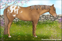 Horse Color:Gray Gold Cream Champagne Appaloosa 