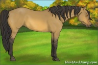 Horse Color:Buckskin Dun 