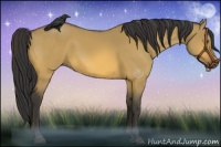 Horse Color:Buckskin Dun