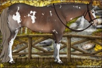 Horse Color:White Spotted Liver Chestnut Rabicano 