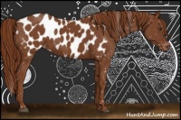 Horse Color:Chestnut Near Leopard