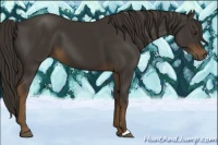 Horse Color:Liver Chestnut 