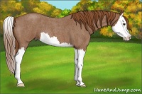 Horse Color:Red Roan Splash 