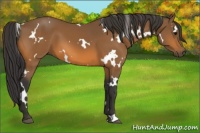 Horse Color:White Spotted Buckskin 