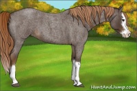 Horse Color:Liver Red Roan Sabino Splash 