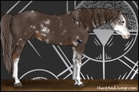 Horse Color:Liver Chestnut Sabino 