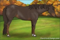 Horse Color:Liver Chestnut 