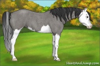 Horse Color:Grullo Roan Splash 
