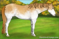 Horse Color:White Spotted Gold Champagne Rabicano 