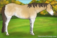 Horse Color:White Spotted Amber Cream Champagne Rabicano 