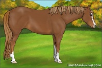Horse Color:Chestnut Sabino 