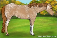 Horse Color:Chestnut Ice Rabicano 