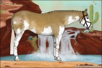 Horse Color:Chocolate Palomino Splash