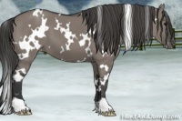 Horse Color:White Spotted Grullo Appaloosa 