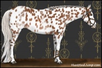 Horse Color:White Spotted Silver Bay Splash Appaloosa 
