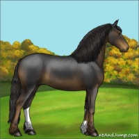Horse Color:Liver Chestnut Rabicano