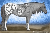 Horse Color:Blue Roan Appaloosa 