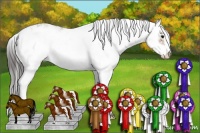 Horse Color:Buckskin Sabino Appaloosa
