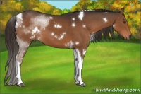 Horse Color:White Spotted Liver Chestnut Tobiano 