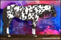 Horse Color:Liver Chestnut Appaloosa 
