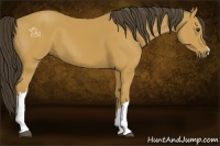 Horse Color:Buckskin 
