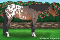 Horse Color:Brown Roan Appaloosa