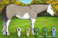 Horse Color:Smoky Grullo Splash