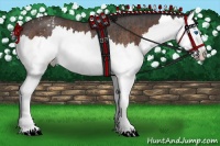 Horse Color:Brown Roan Splash Varnish Rabicano  and Bay Roan Splash Rabicano 