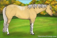 Horse Color:Silver Buckskin Dun Sabino Tobiano
