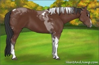 Horse Color:Bay Sabino Tobiano