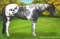 Horse Color:Black Tobiano Appaloosa Rabicano 