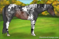 Horse Color:Brown Tobiano 
