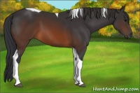 Horse Color:Brown Tobiano 