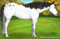 Horse Color:Brown Splash Appaloosa 