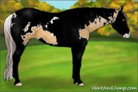 Horse Color:Amber Champagne Splash Tobiano Appaloosa 