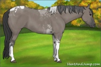 Horse Color:Grullo Tobiano
