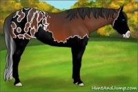 Horse Color:Brown Splash Appaloosa 