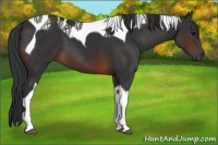 Horse Color:Brown Tobiano 