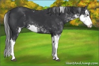 Horse Color:Black Sabino Splash
