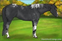 Horse Color:Black Sabino Tobiano 