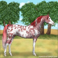Horse Color:Watercolor White Spotted Liver Chestnut Ice Sabino Splash Rabicano