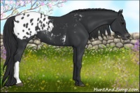 Horse Color:Black Appaloosa 